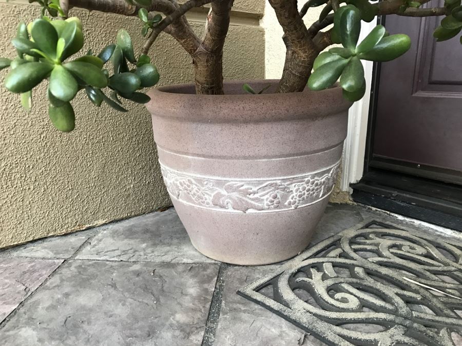 Outdoor Plastic Flower Pot With Jade Plant [Photo 2]