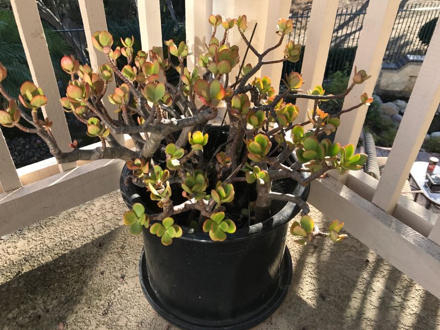 Outdoor Black Flower Pot With Jade Plant [Photo 2]