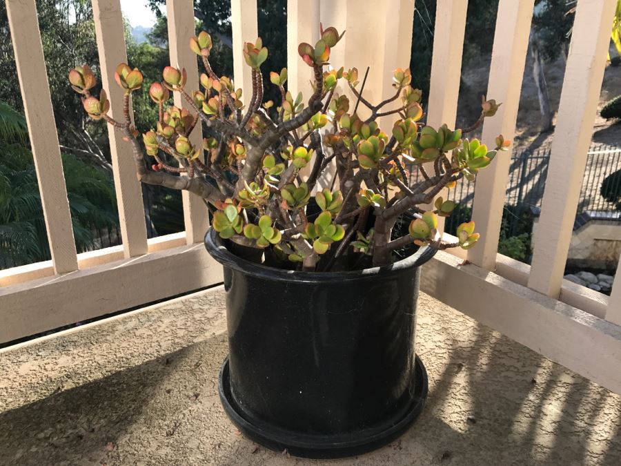 Outdoor Black Flower Pot With Jade Plant