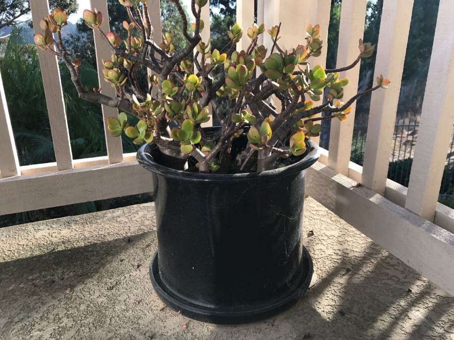 Outdoor Black Flower Pot With Jade Plant [Photo 3]