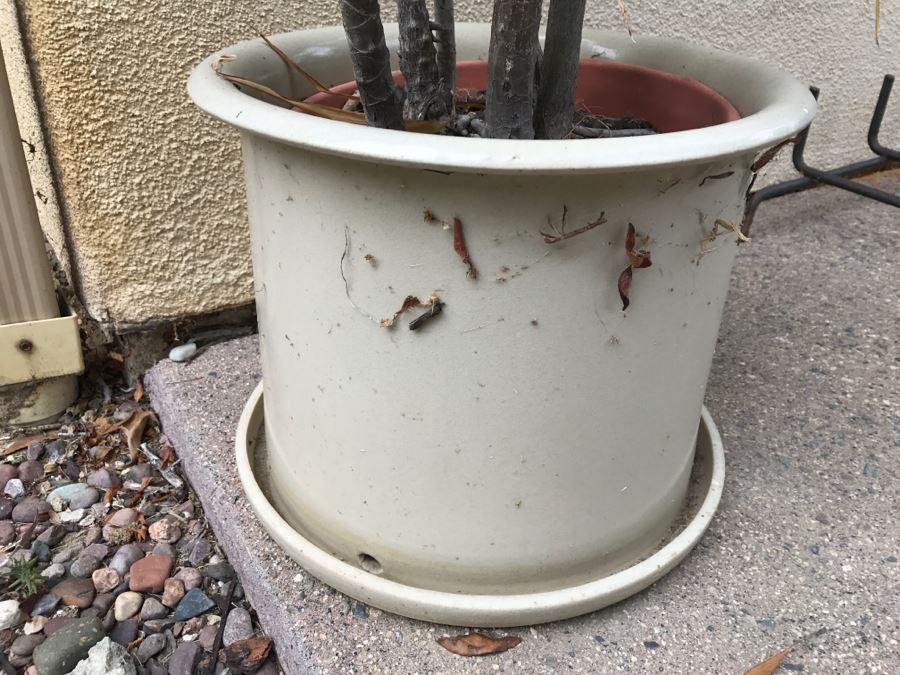 Outdoor Potted Plant [Photo 3]