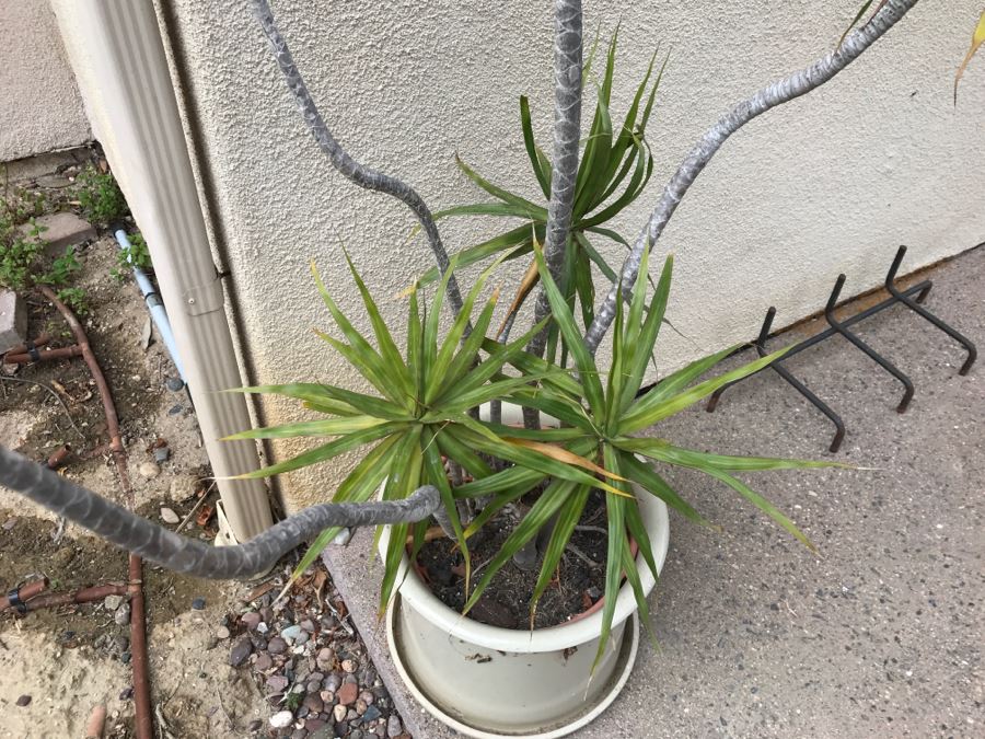 Outdoor Potted Plant
