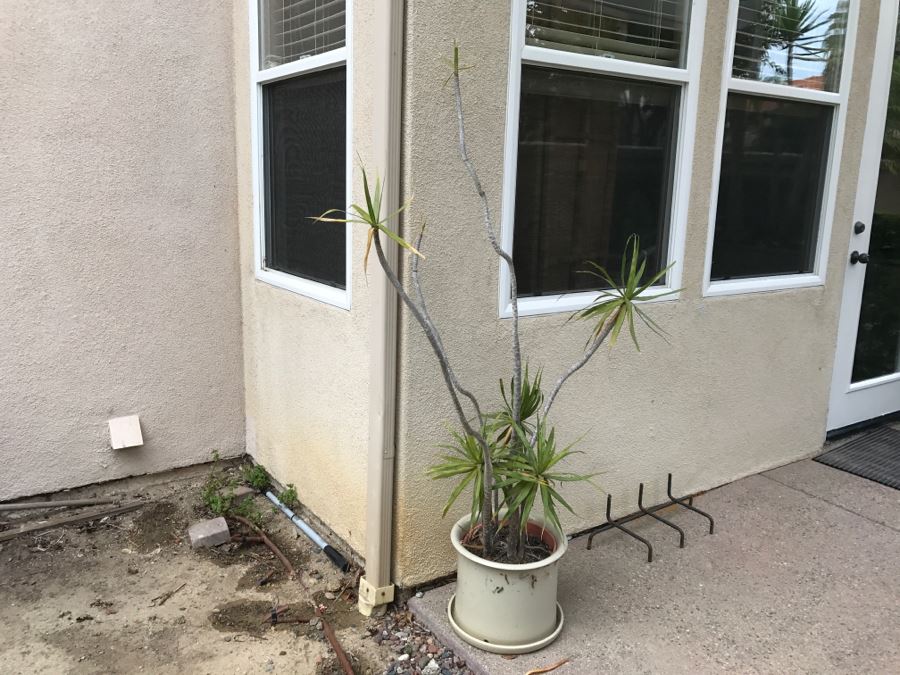 Outdoor Potted Plant