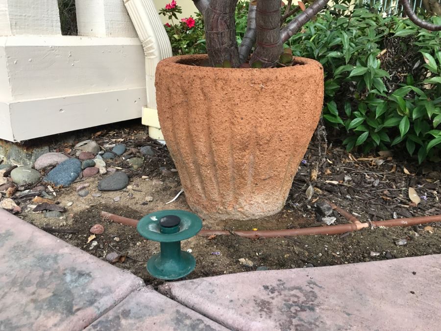 Jade Plant In Outdoor Pot [Photo 3]