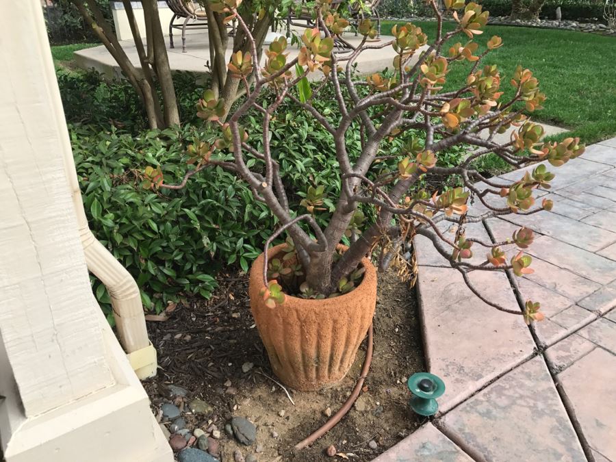 Jade Plant In Outdoor Pot [Photo 4]