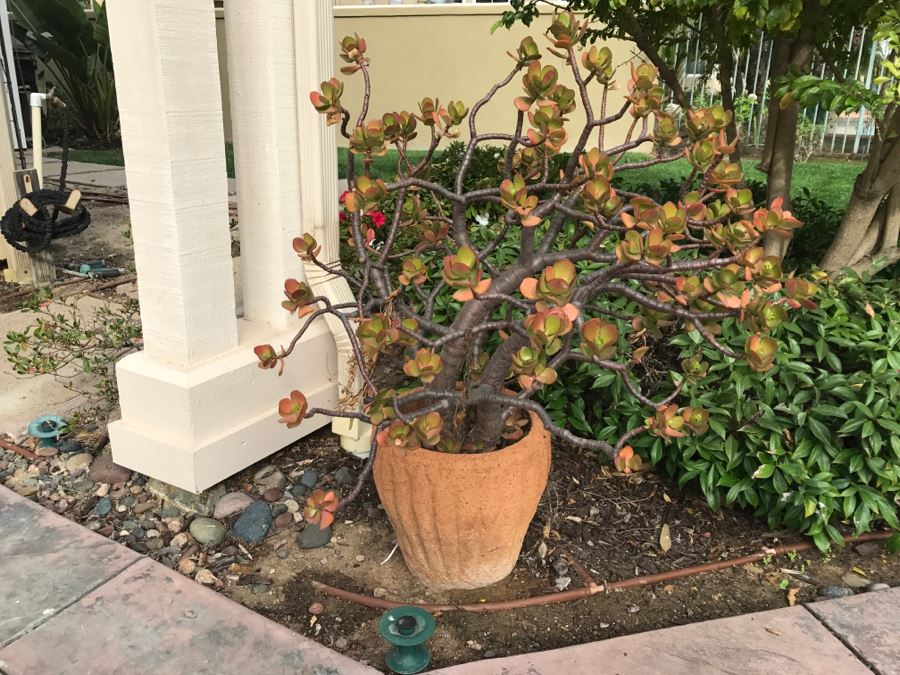 Jade Plant In Outdoor Pot