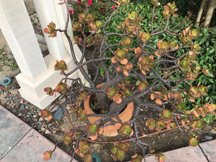 Jade Plant In Outdoor Pot [Photo 2]