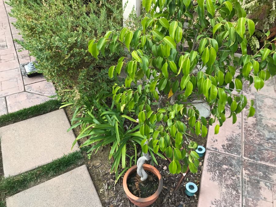 Outdoor Twisted Ficus Tree In Pot [Photo 5]