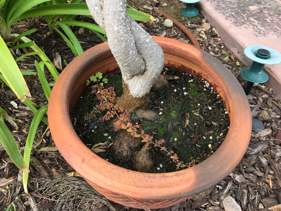 Outdoor Twisted Ficus Tree In Pot [Photo 3]