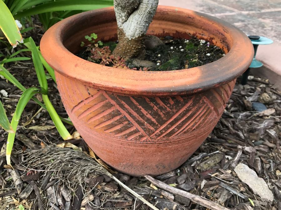 Outdoor Twisted Ficus Tree In Pot [Photo 2]