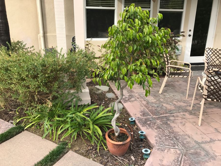 Outdoor Twisted Ficus Tree In Pot