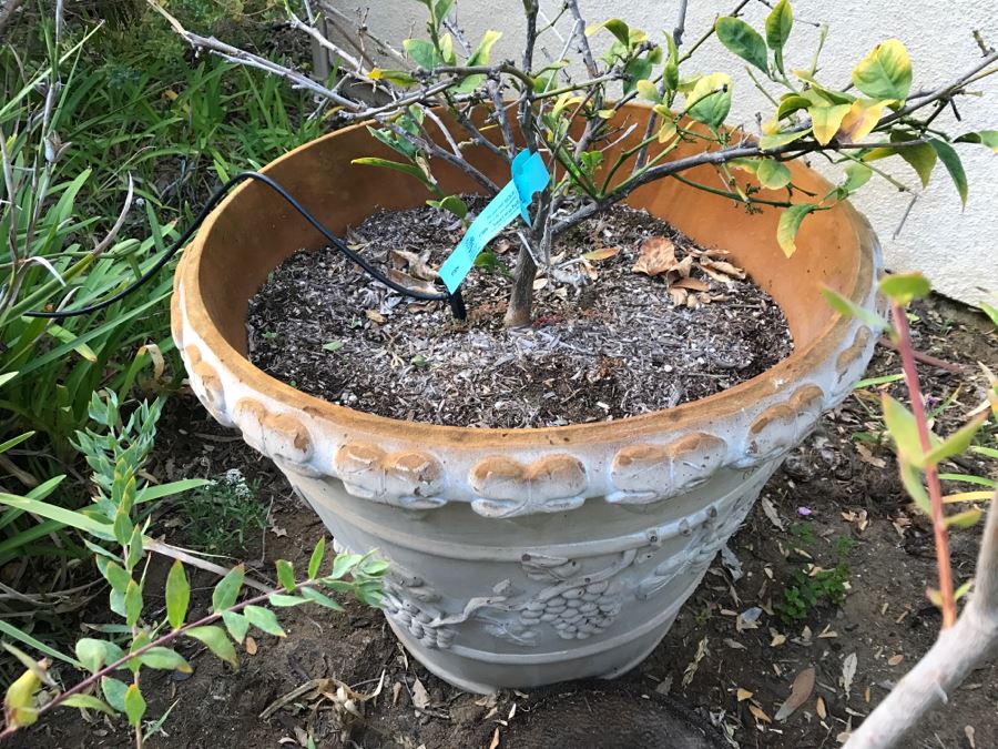 Outdoor Pot With Fruit Tree [Photo 2]