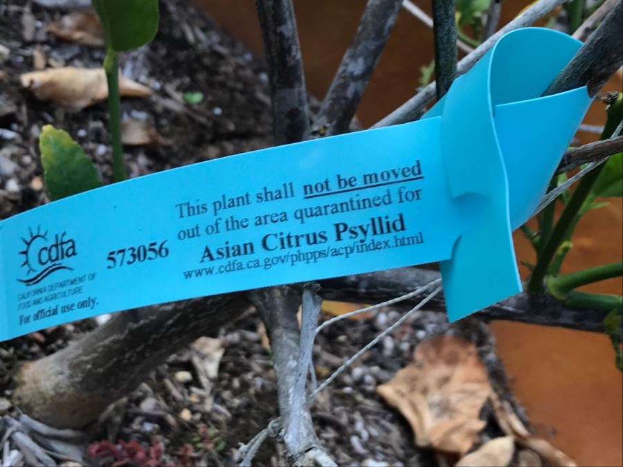 Outdoor Pot With Fruit Tree [Photo 7]