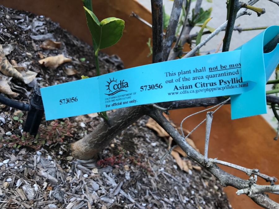 Outdoor Pot With Fruit Tree [Photo 5]