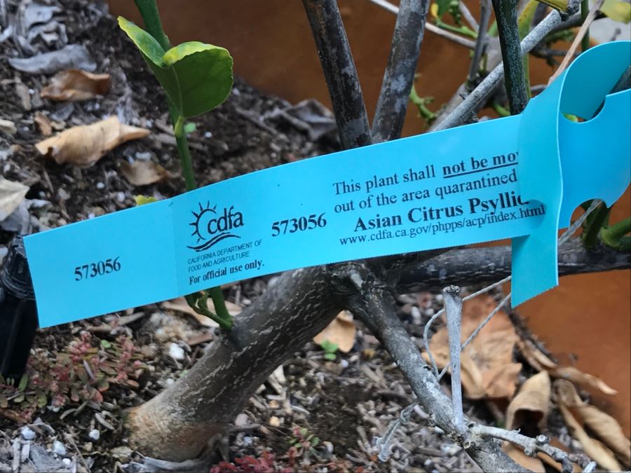 Outdoor Pot With Fruit Tree [Photo 6]