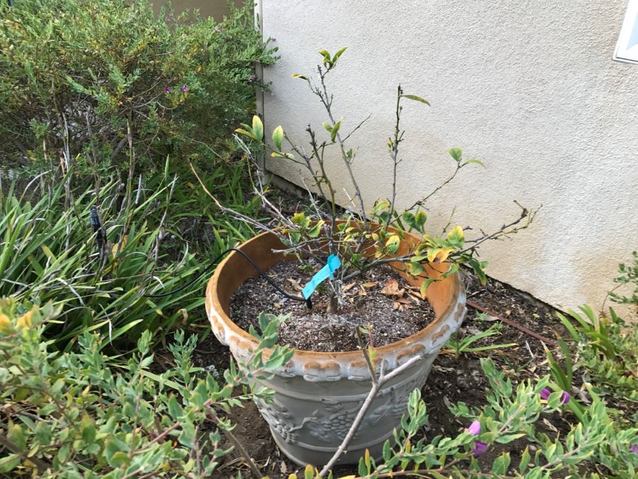 Outdoor Pot With Fruit Tree [Photo 1]