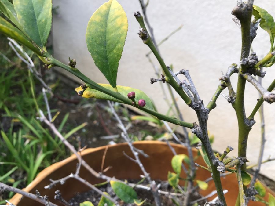 Outdoor Pot With Fruit Tree [Photo 4]