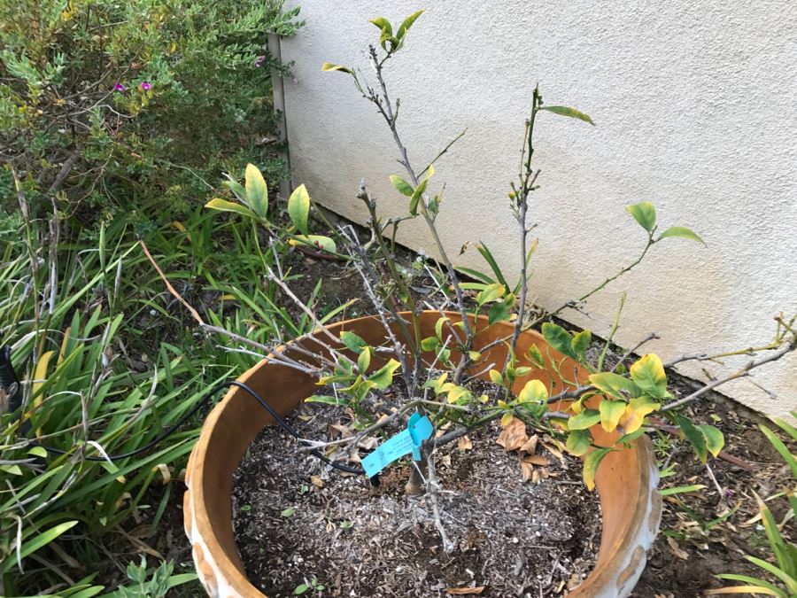Outdoor Pot With Fruit Tree [Photo 3]