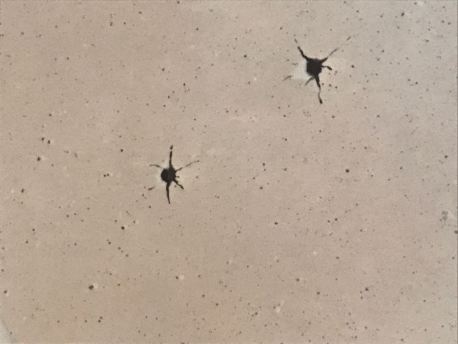 Limited Edition Hand Signed 'Bedard' Print Titled 'Sitting Ducks' 7 Of 450 [Photo 6]