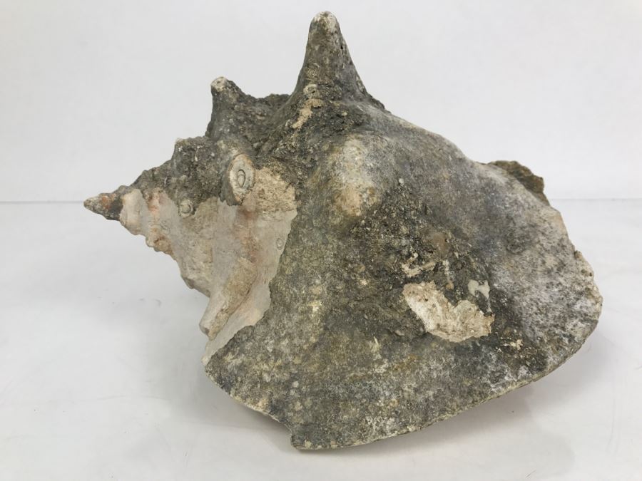 Old Conch Shell Fossil [Photo 1]