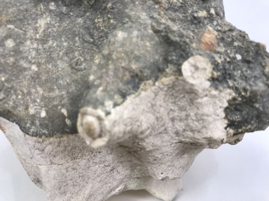 Old Conch Shell Fossil [Photo 7]