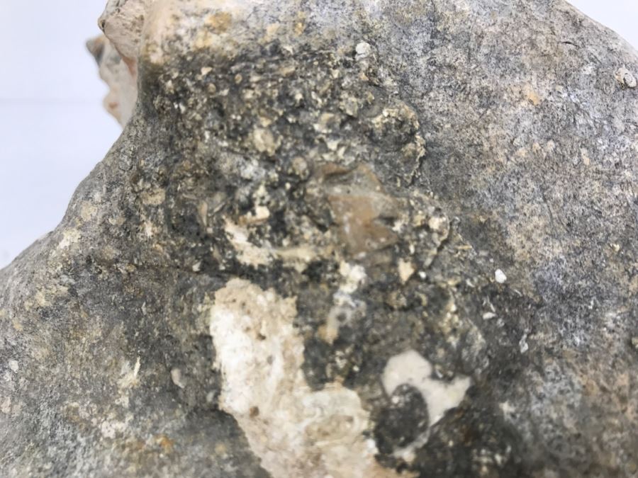 Old Conch Shell Fossil [Photo 16]