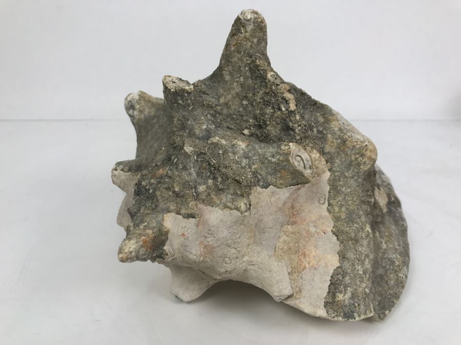 Old Conch Shell Fossil [Photo 3]