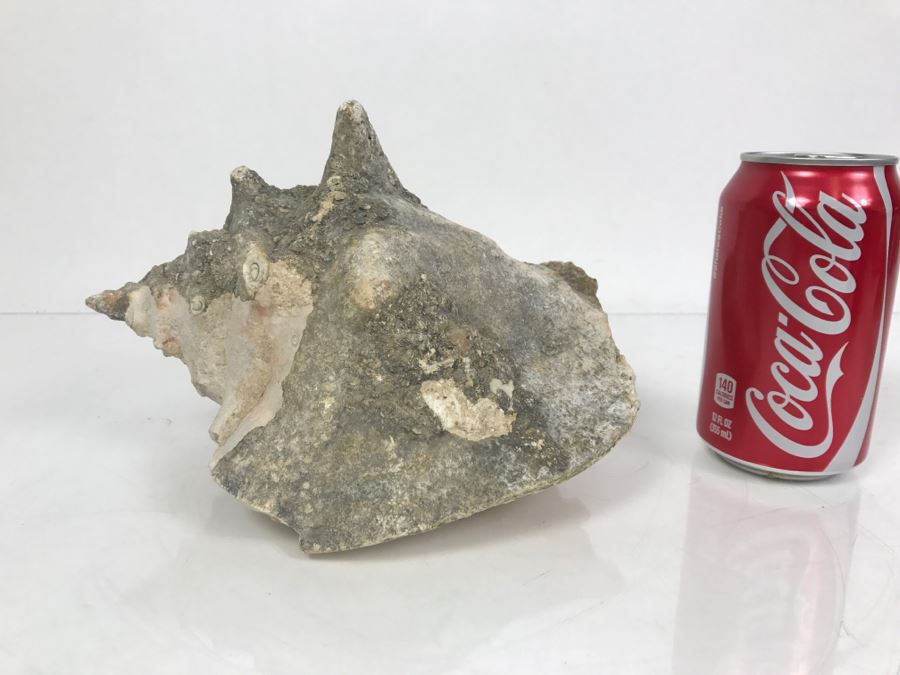 Old Conch Shell Fossil [Photo 2]