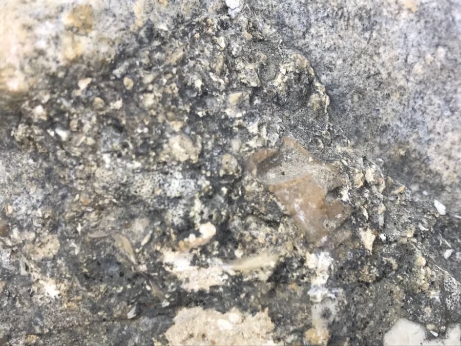 Old Conch Shell Fossil [Photo 17]