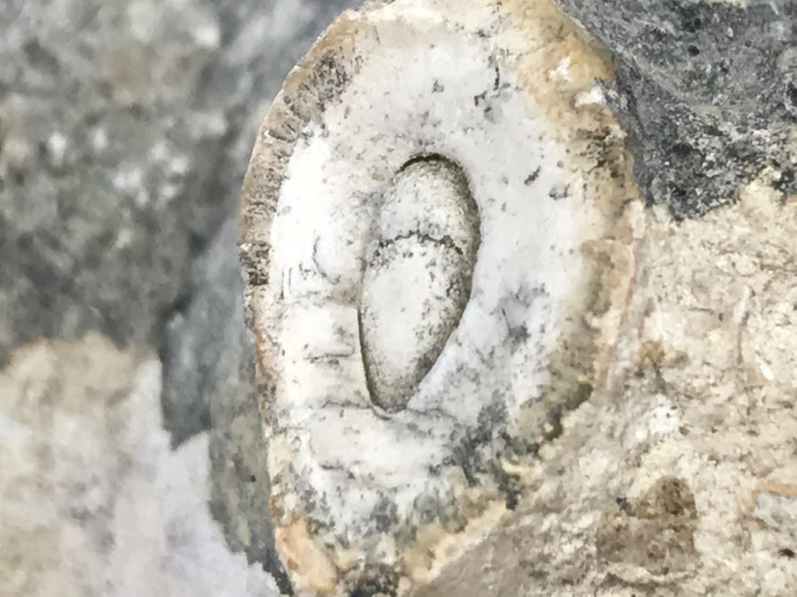 Old Conch Shell Fossil [Photo 19]