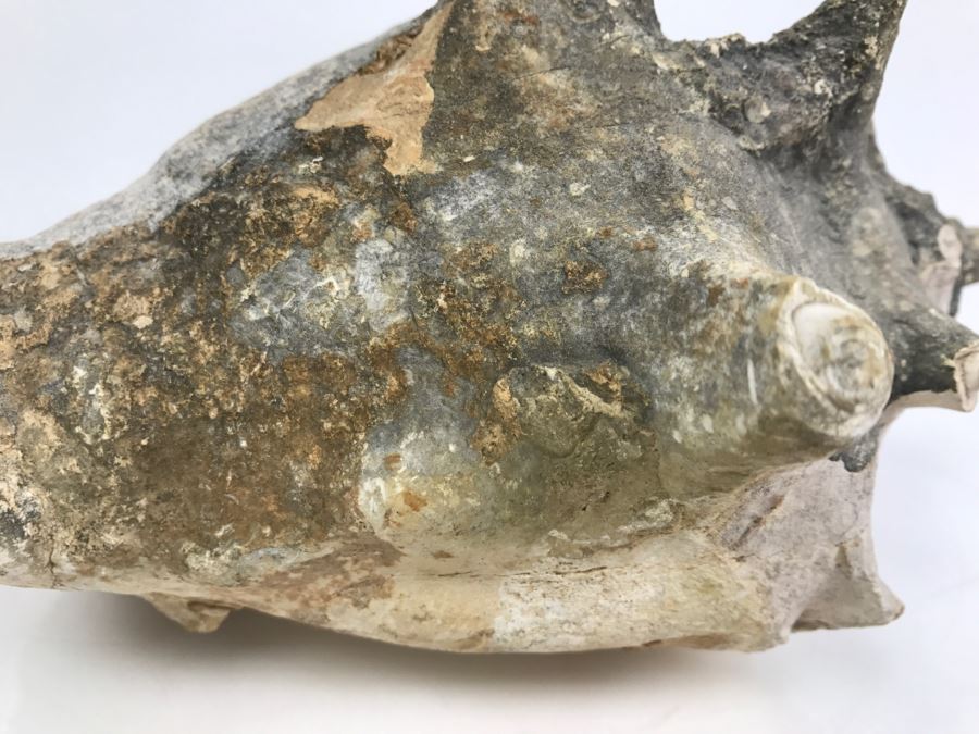 Old Conch Shell Fossil [Photo 11]