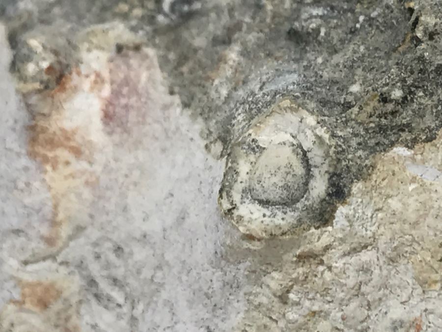Old Conch Shell Fossil [Photo 21]