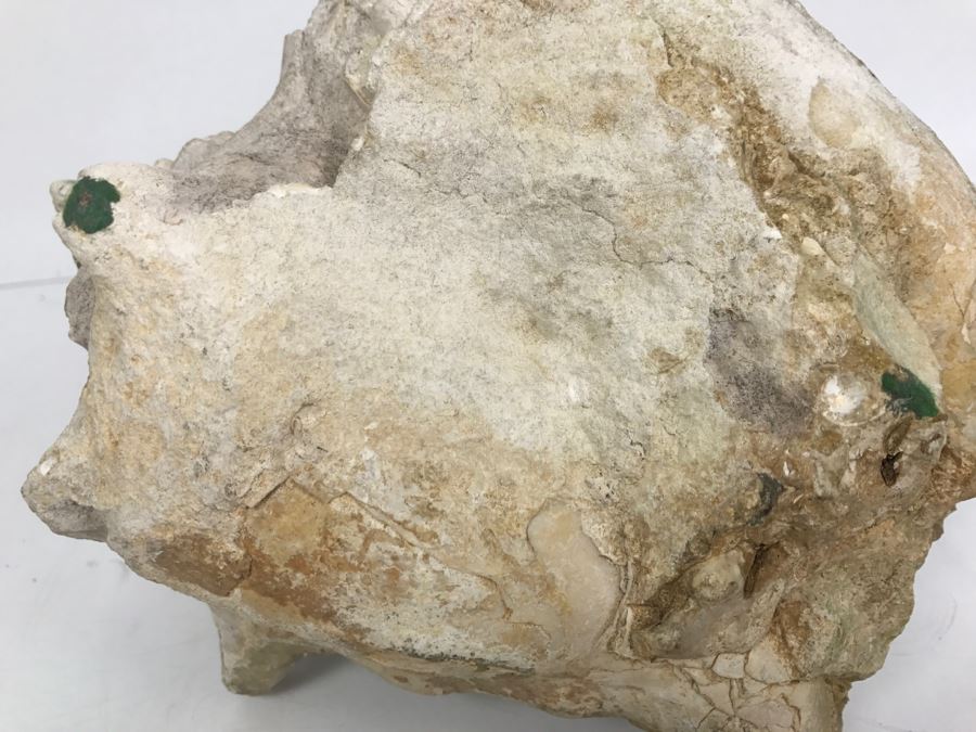 Old Conch Shell Fossil [Photo 23]