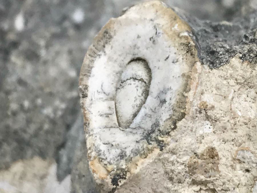 Old Conch Shell Fossil [Photo 20]