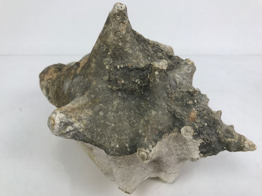 Old Conch Shell Fossil [Photo 5]