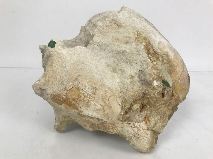 Old Conch Shell Fossil