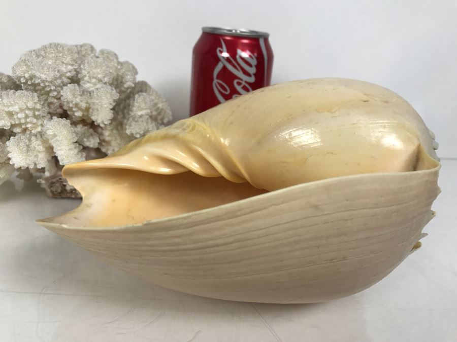 Shell Collection Including Large Conch Shell And Coral Reef [Photo 9]