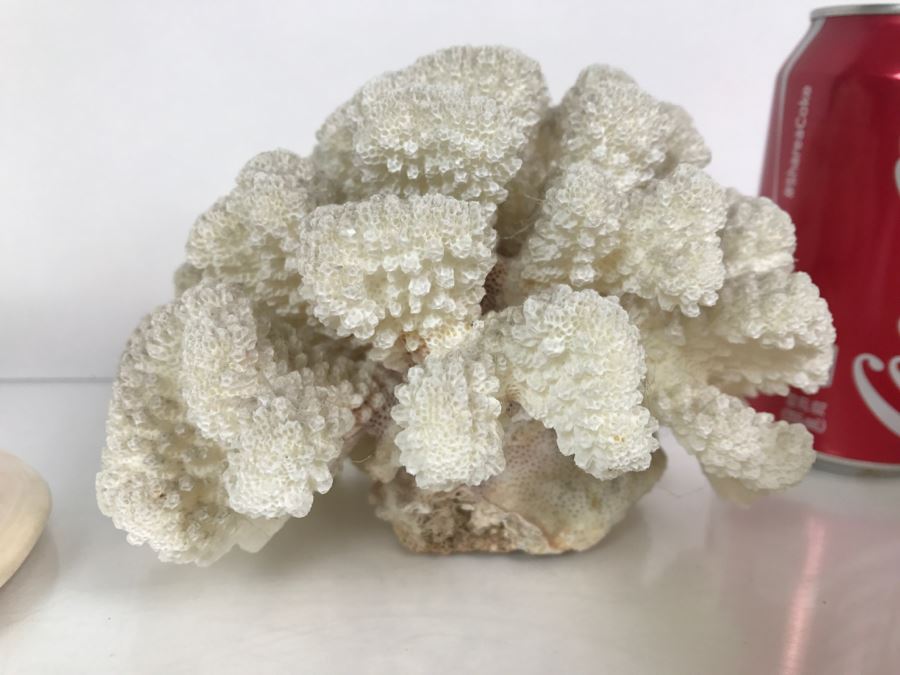 Shell Collection Including Large Conch Shell And Coral Reef [Photo 7]