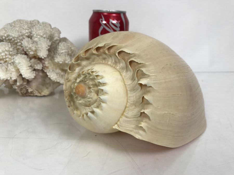 Shell Collection Including Large Conch Shell And Coral Reef [Photo 3]