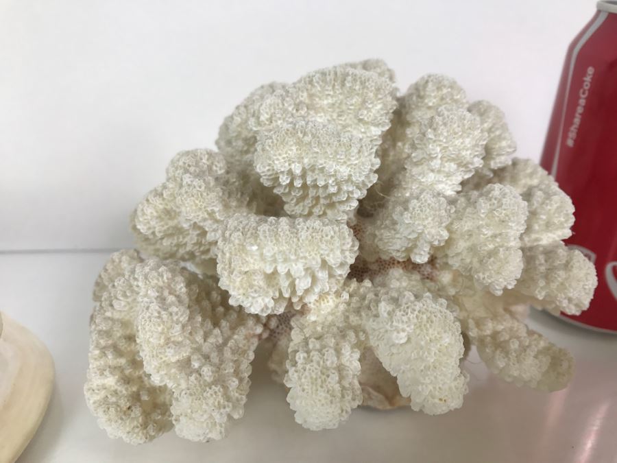 Shell Collection Including Large Conch Shell And Coral Reef [Photo 6]