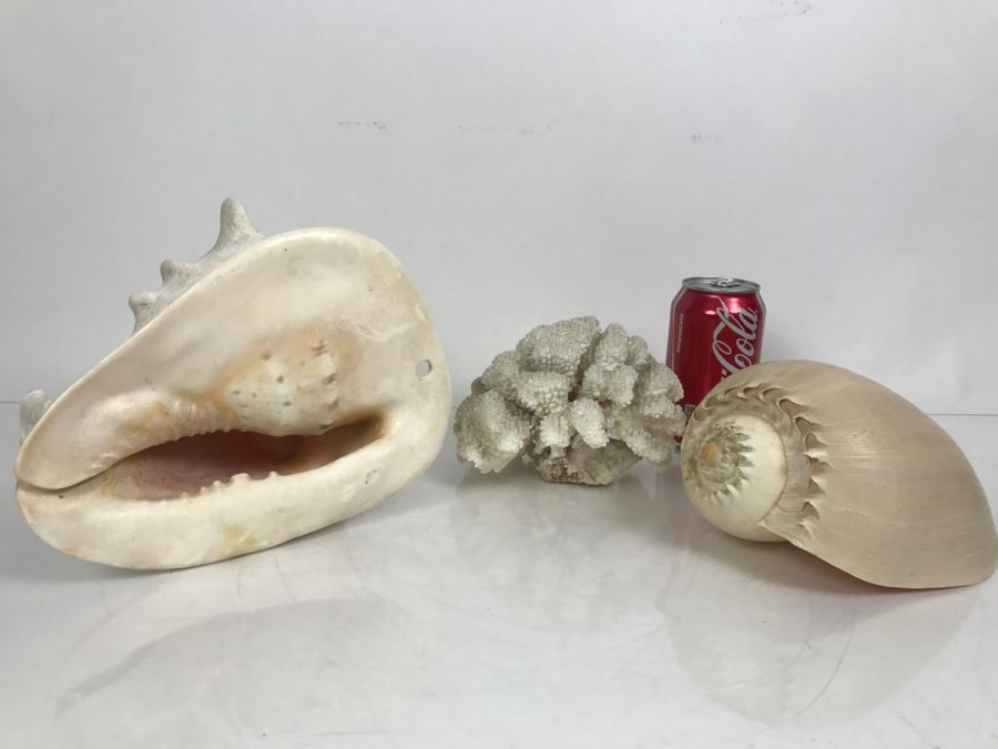 Shell Collection Including Large Conch Shell And Coral Reef [Photo 1]