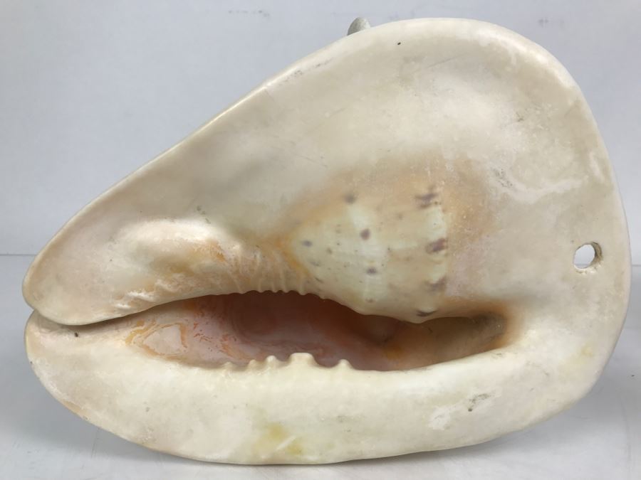 Shell Collection Including Large Conch Shell And Coral Reef [Photo 13]