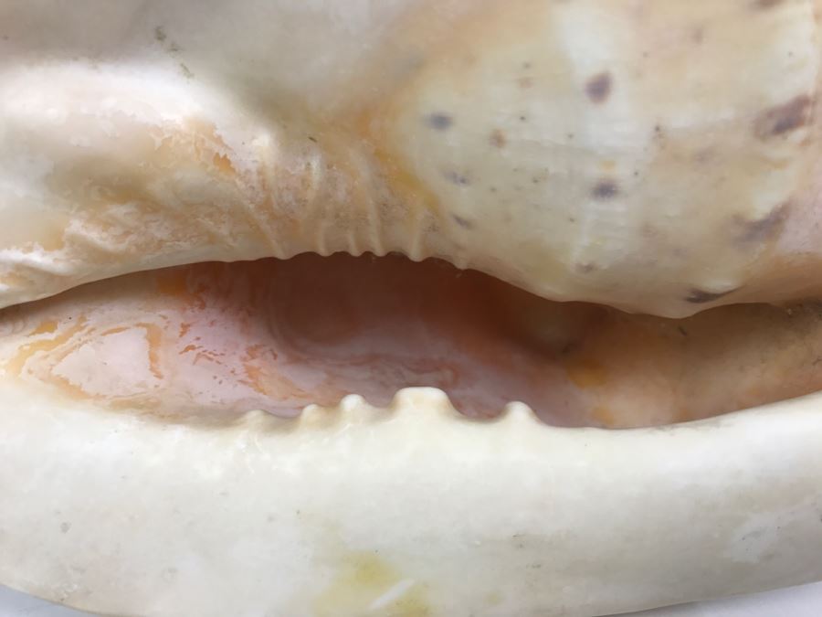 Shell Collection Including Large Conch Shell And Coral Reef [Photo 14]