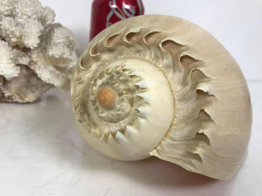 Shell Collection Including Large Conch Shell And Coral Reef [Photo 4]