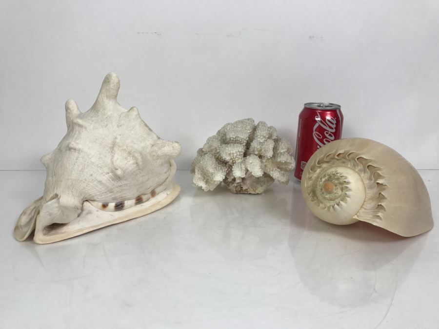 Shell Collection Including Large Conch Shell And Coral Reef [Photo 2]