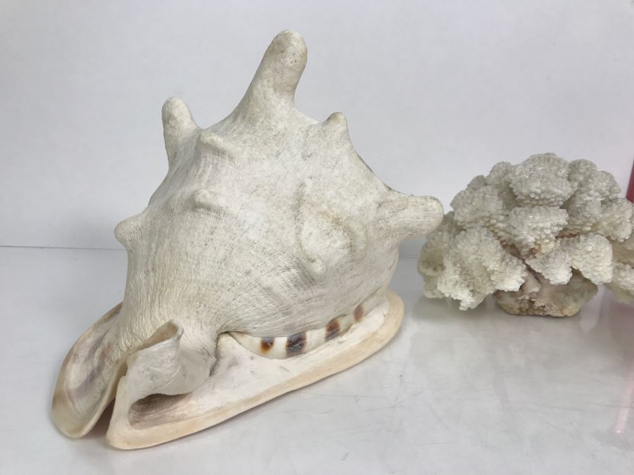 Shell Collection Including Large Conch Shell And Coral Reef [Photo 5]