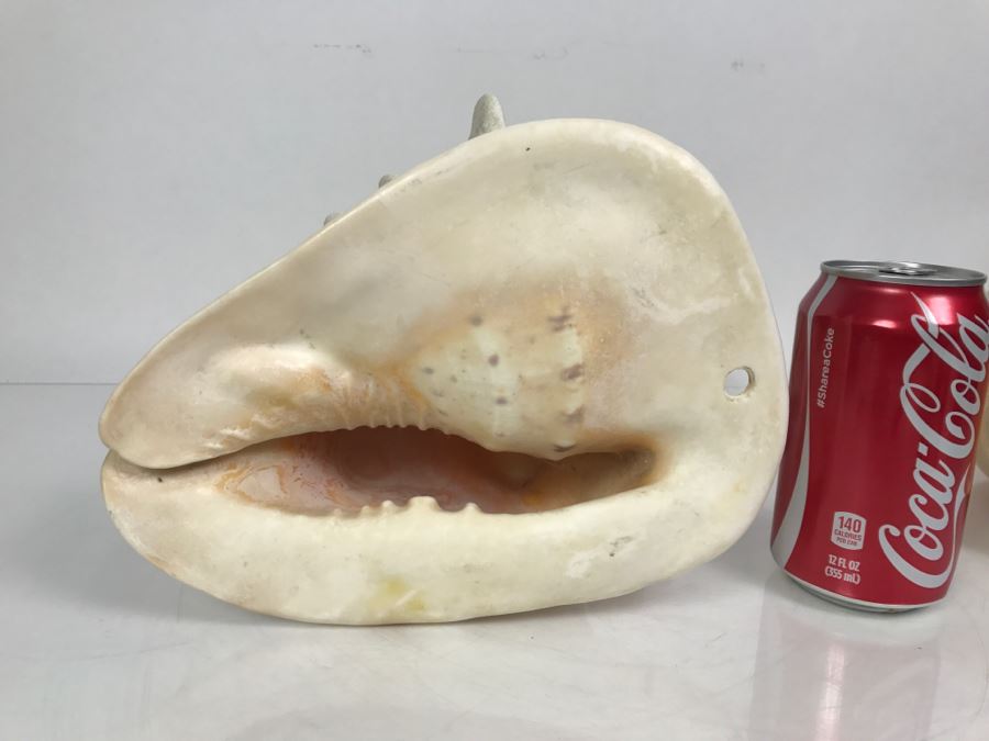 Shell Collection Including Large Conch Shell And Coral Reef [Photo 12]