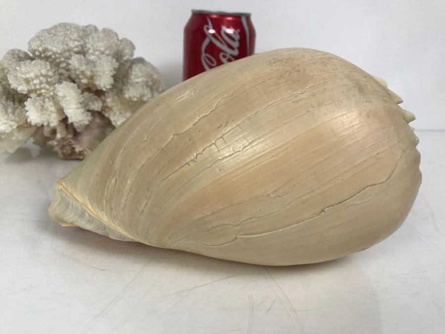 Shell Collection Including Large Conch Shell And Coral Reef [Photo 8]