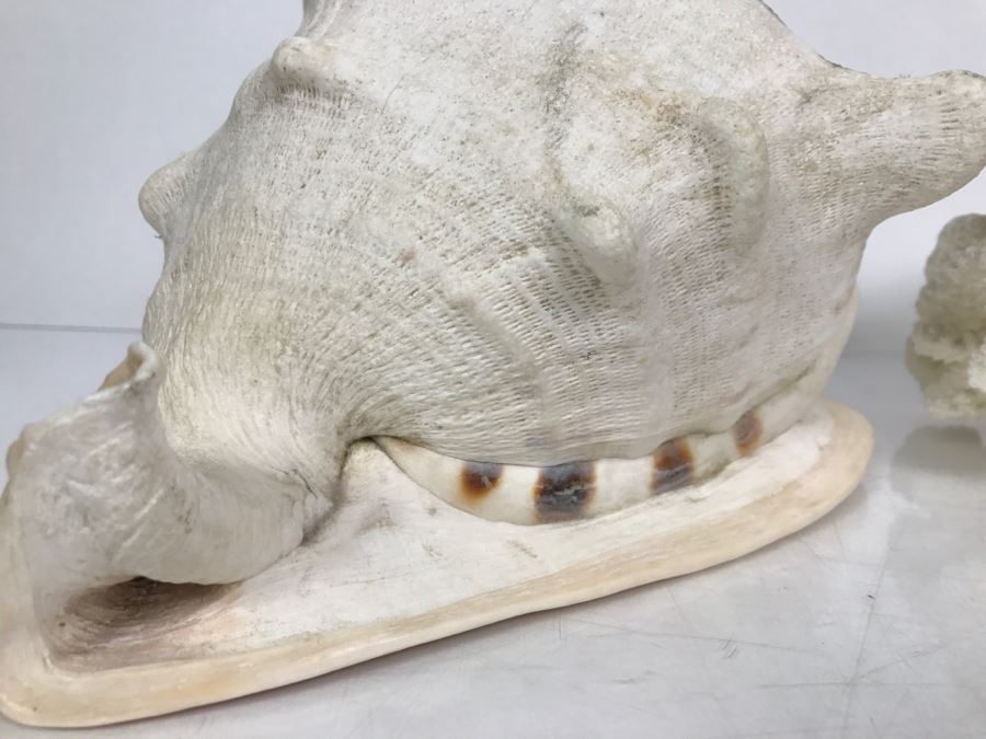 Shell Collection Including Large Conch Shell And Coral Reef [Photo 15]