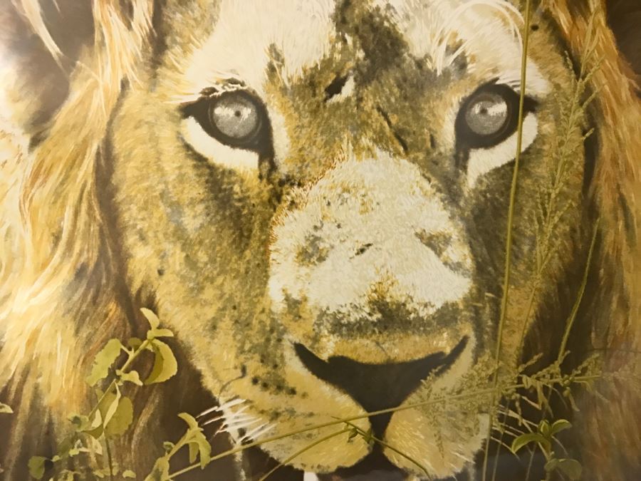 Framed Abercrombie & Fitch Co Lion Scarf Mint Condition [Photo 4]